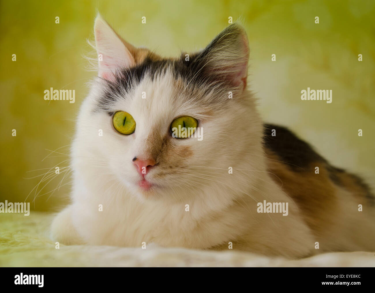 Beautiful white cat with amazing green eyes Stock Photo - Alamy