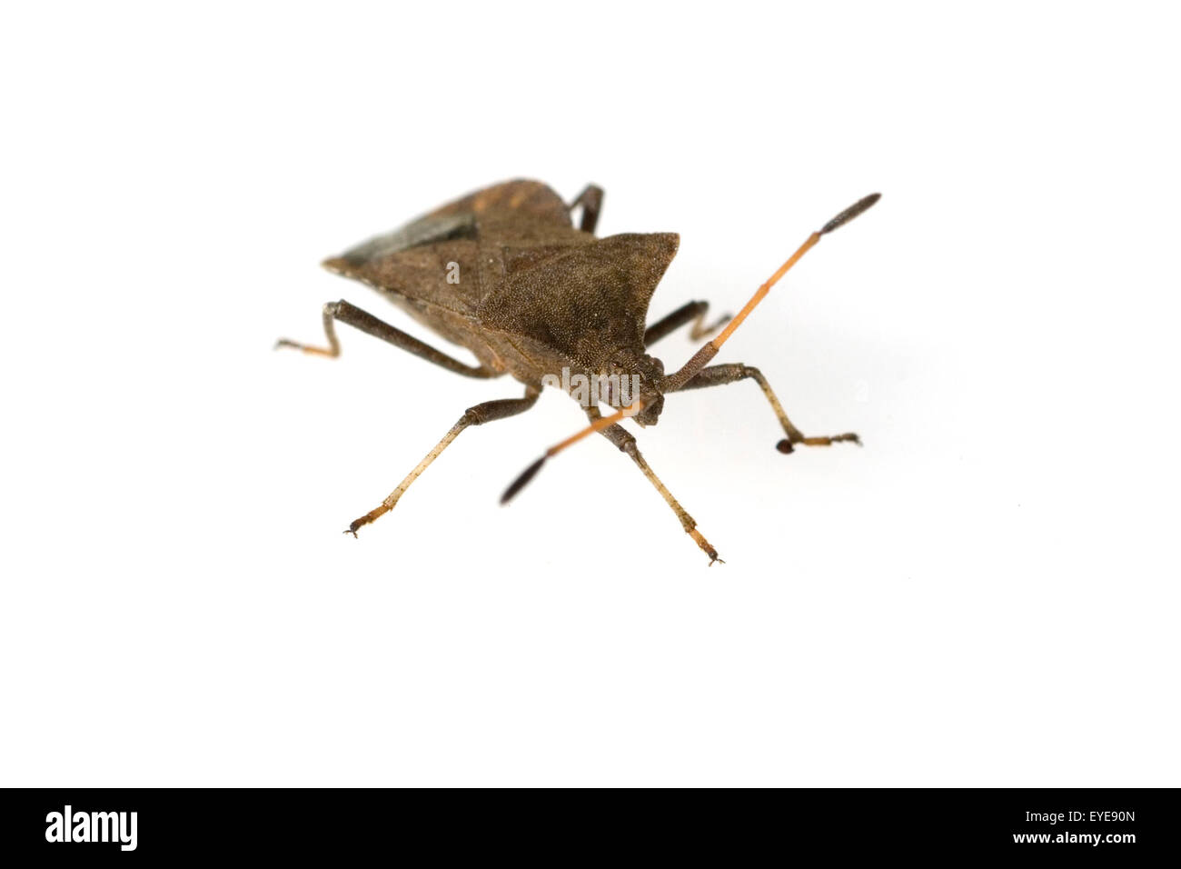 Lederwanze; Coreus marginatus Stock Photo