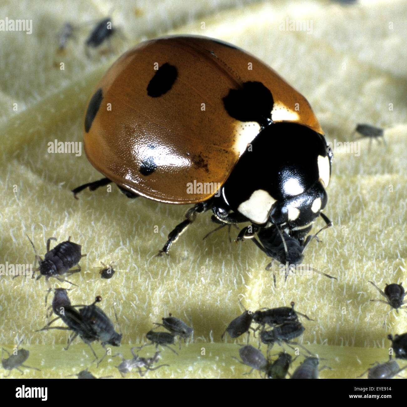 Marienkäfer, Coccinella septempunctata, Roter Käfer, beim Fressen von Blattläusen, Insekt Stock Photo