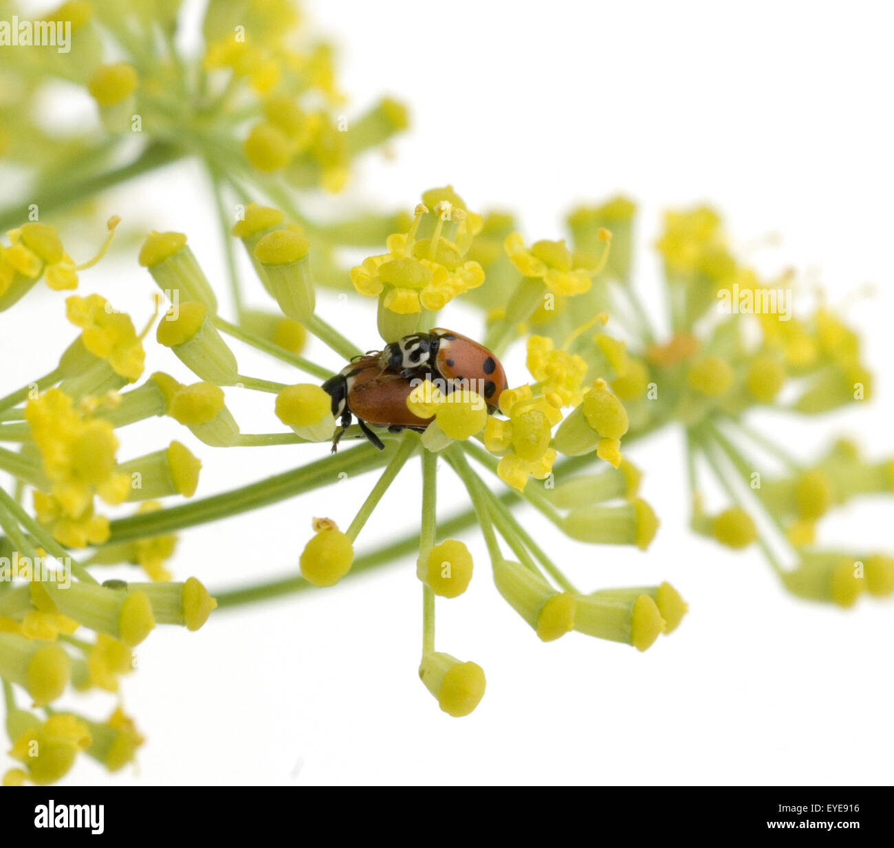 Marienkaefer bei der paarung hi-res stock photography and images - Alamy