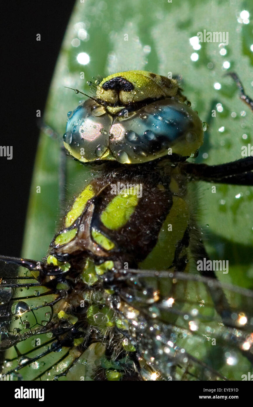 Netzaugen, Blaugruene Mosaikjungfer Stock Photo