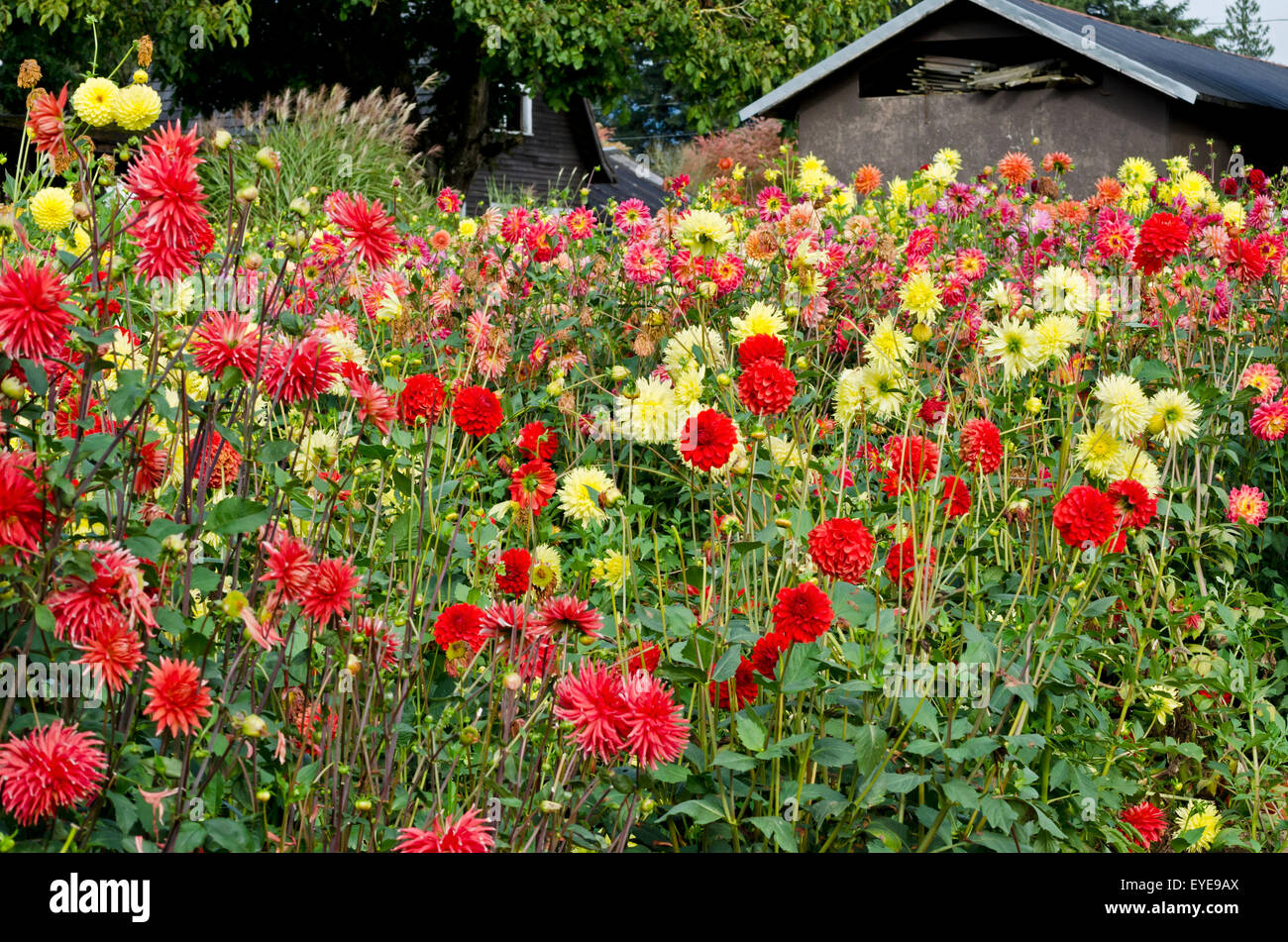 Field of dahlias in the showgarden at Ferncliff Gardens in Mission, British Columbia, Canada.  Colourful summer perennials. Stock Photo