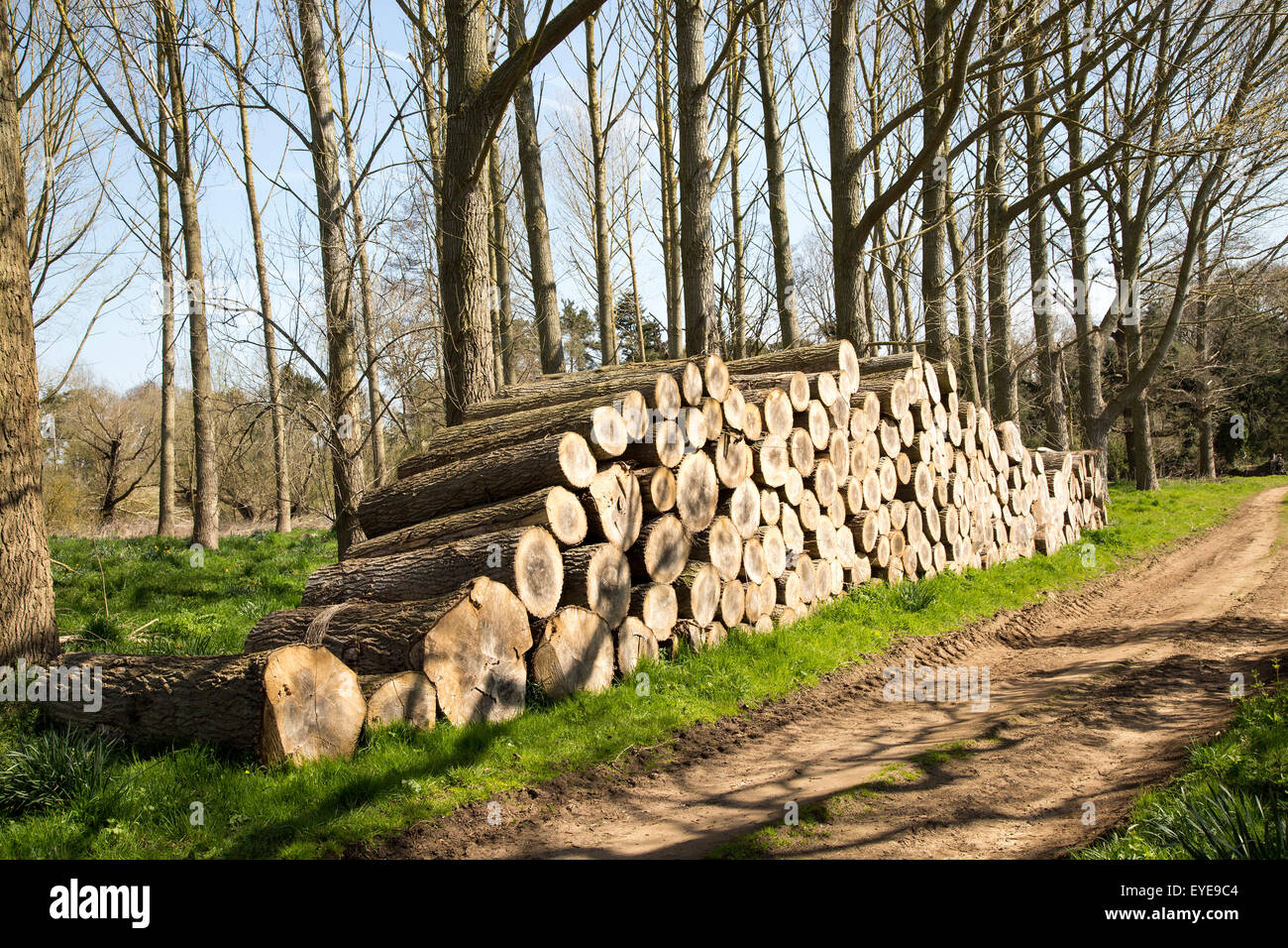 Stacked timber piled up, Sutton, Suffolk, England, UK Stock Photo Alamy