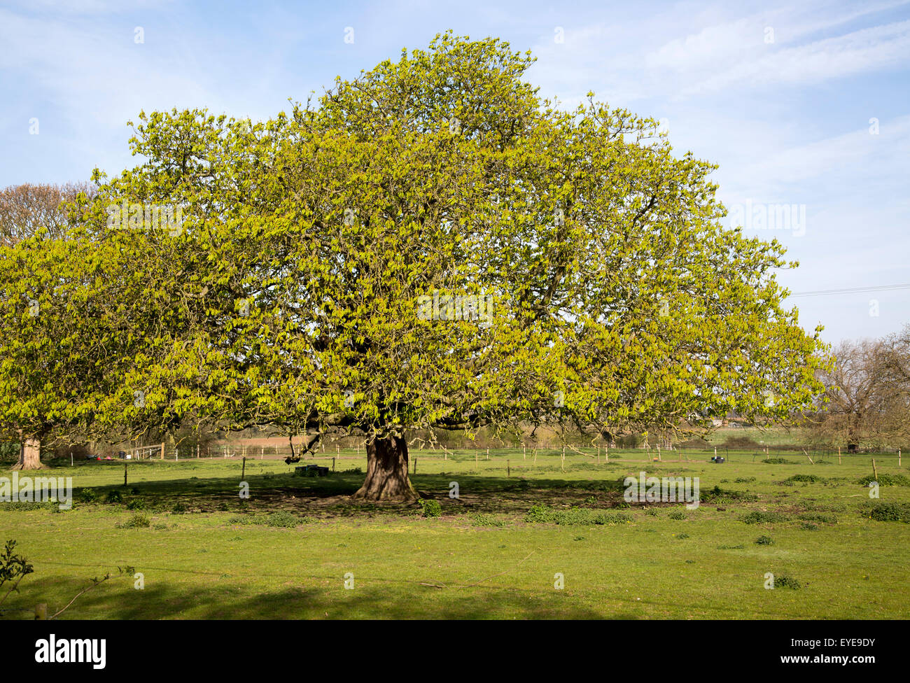 Wide spreading horse chestnut tree Aesculus hippocastanum spring with new leaves, Sutton, Suffolk, England, UK Stock Photo