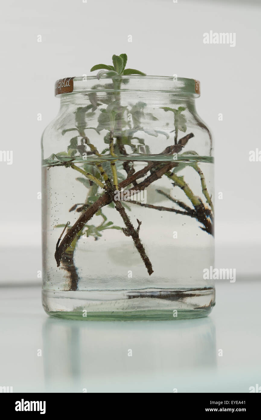 Sage cutting growing in water in an old glass jar Stock Photo Alamy