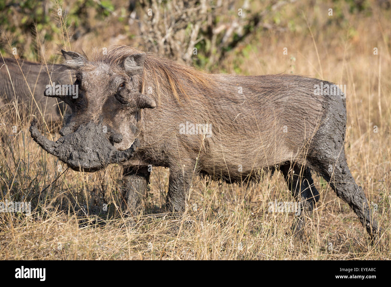 Warthog (Phacochoerus aethiopicus), Kruger National Park, South Africa Stock Photo