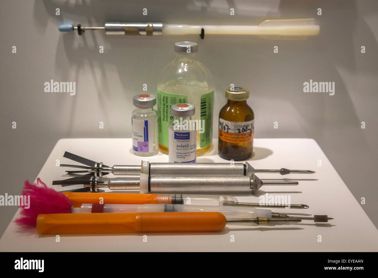 Tranquilising darts for game capture on display in Stevenson-Hamilton Memorial Centre museum, Skukuza, Kruger, South Africa Stock Photo