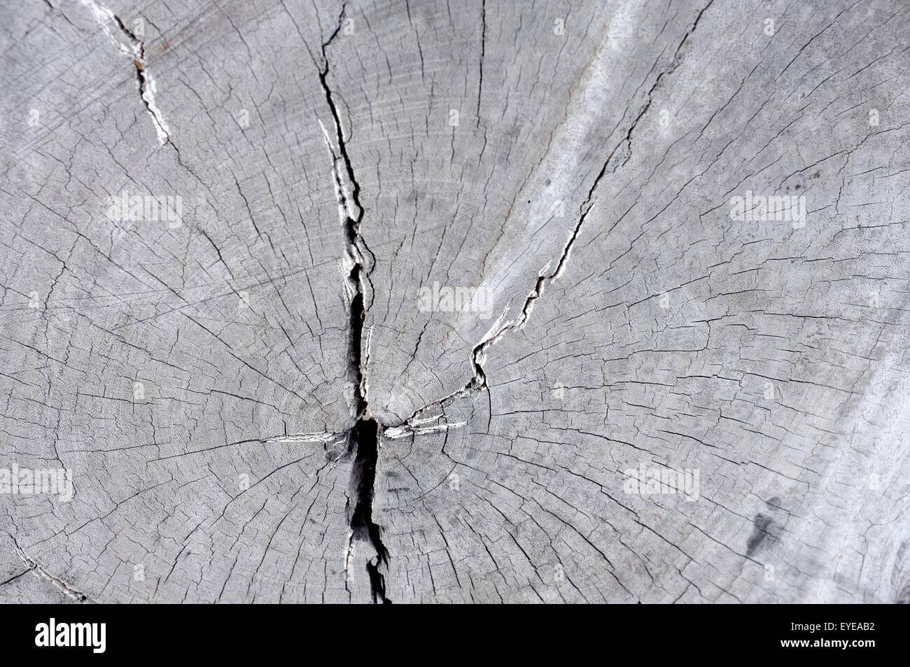Surface of old wood cut texture Stock Photo