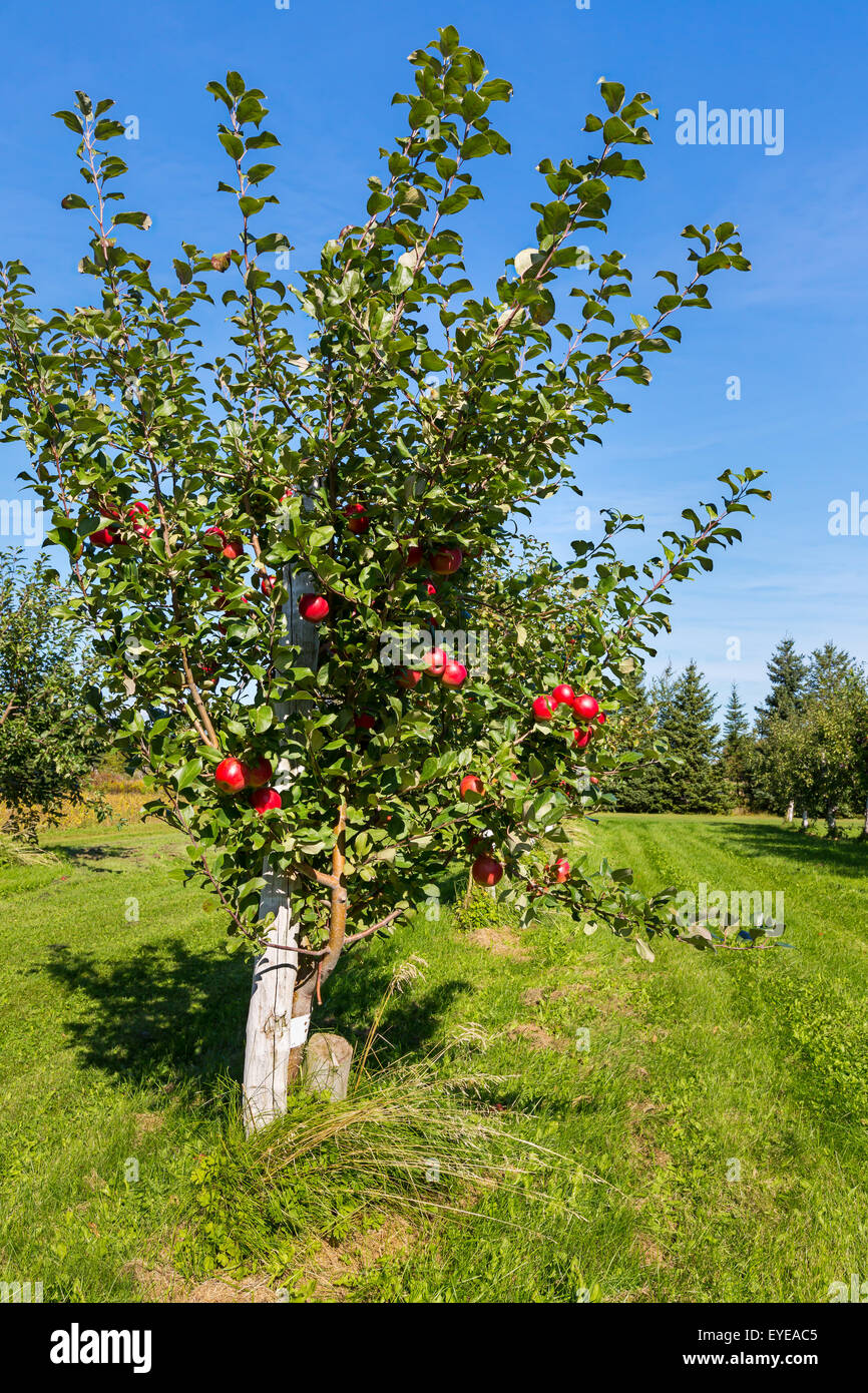 Honeycrisp apple trees in a farm orchard. Stock Photo