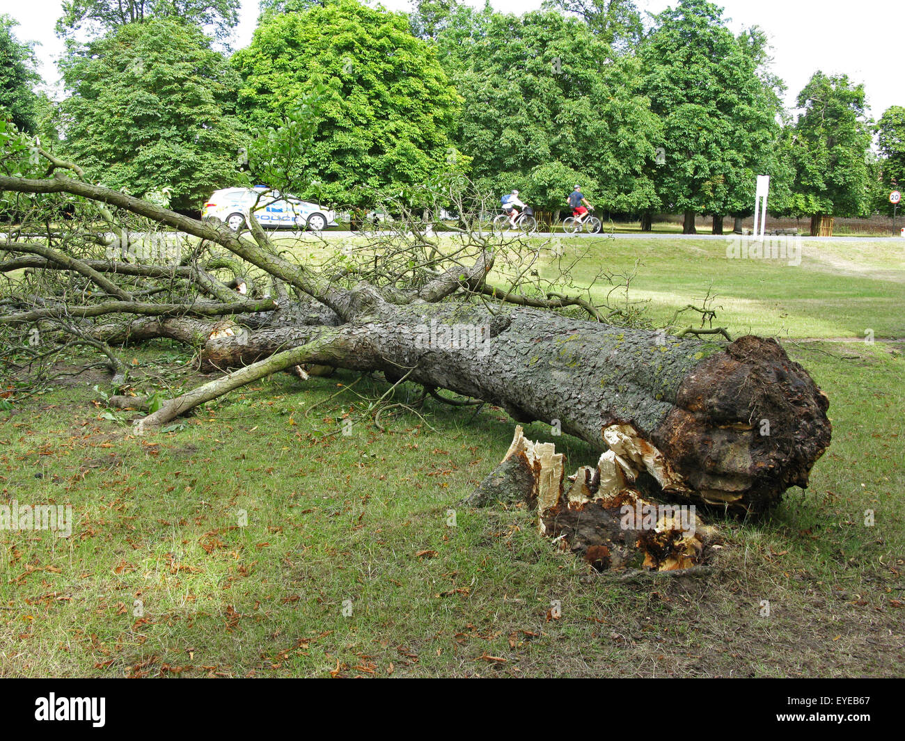 Knocked over tree hi-res stock photography and images - Alamy