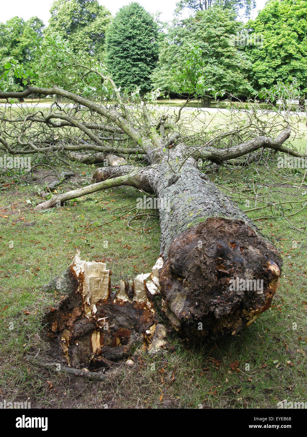 Tree blown down by strong winds overnight. 28 July 2015. Bushy Park