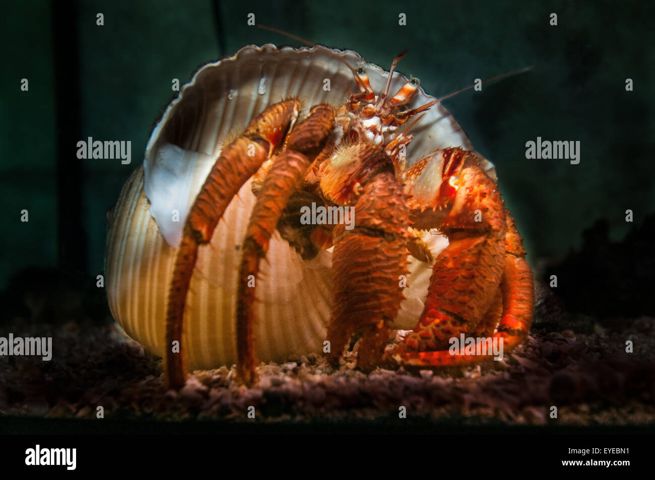 Red crab with house, Istra region, Croatia. Stock Photo