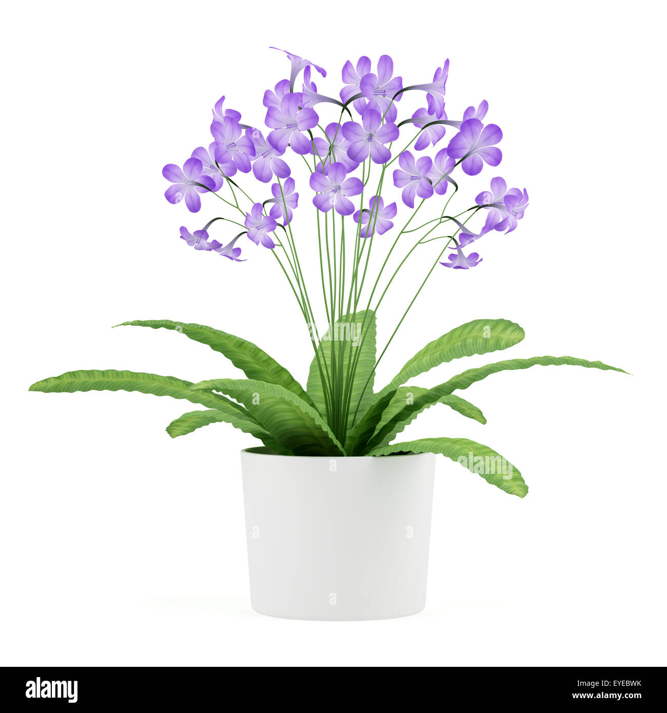 purple streptocarpus flowers in pot isolated on white background Stock Photo