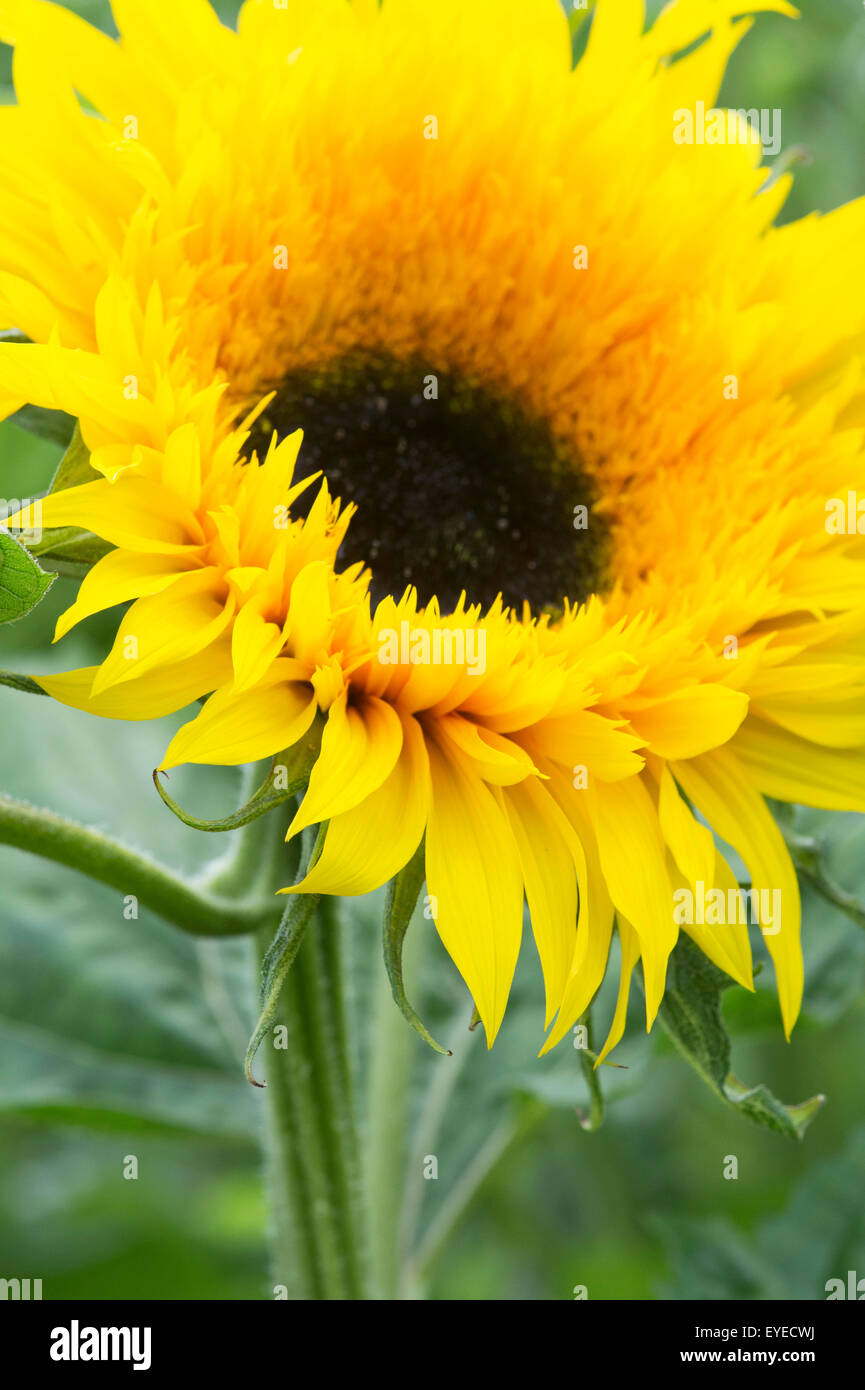 Starburst flower hires stock photography and images Alamy