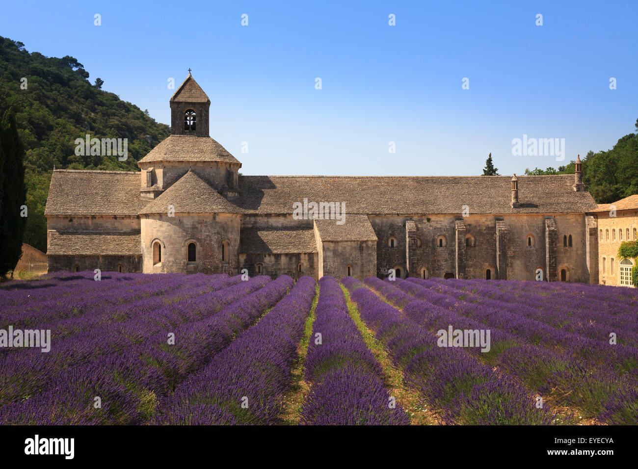 Notre-Dame de Senanque  Abbey Provence France with lavender in full bloom Stock Photo