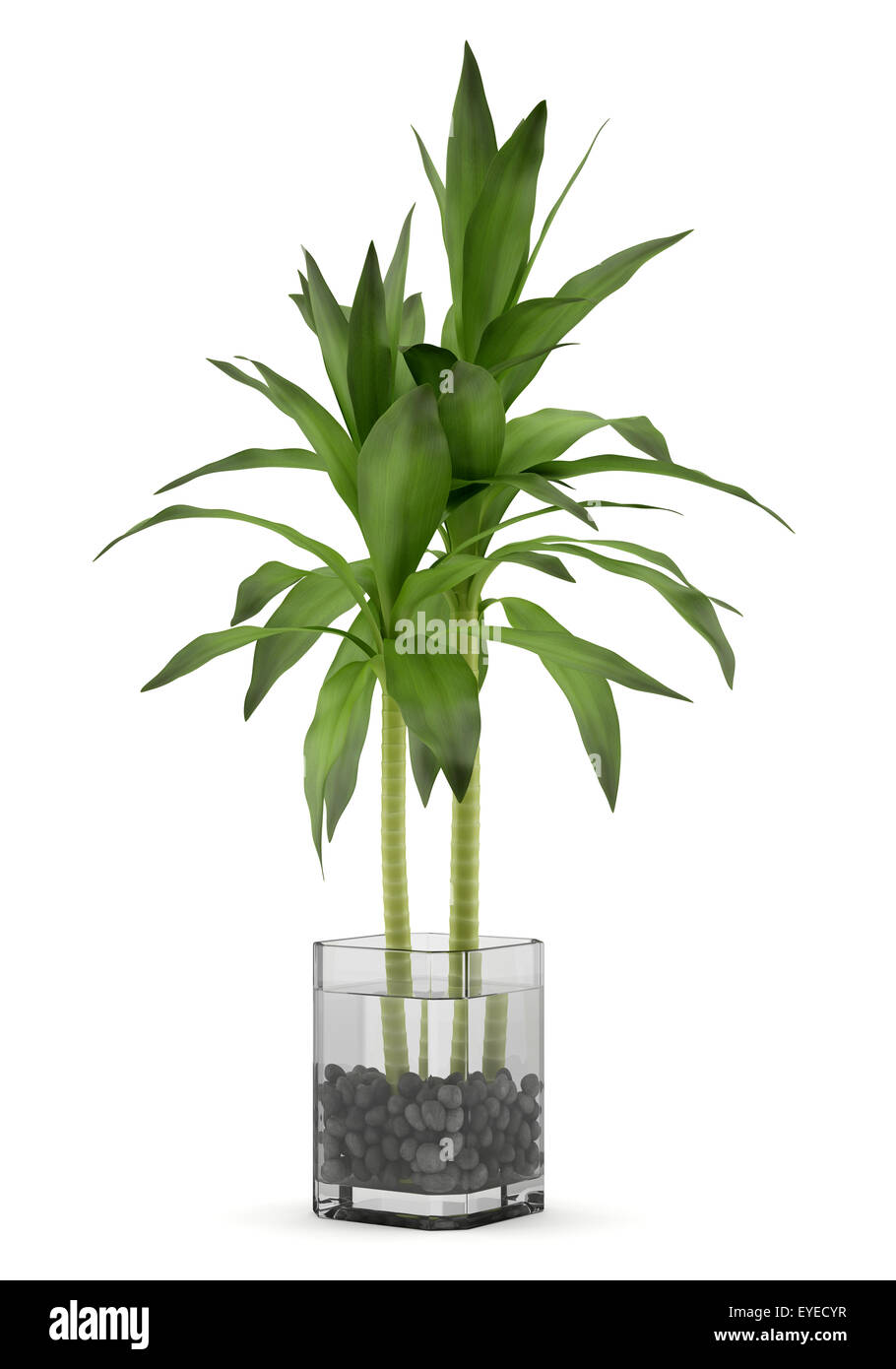bamboo plant in vase isolated on white background Stock Photo Alamy