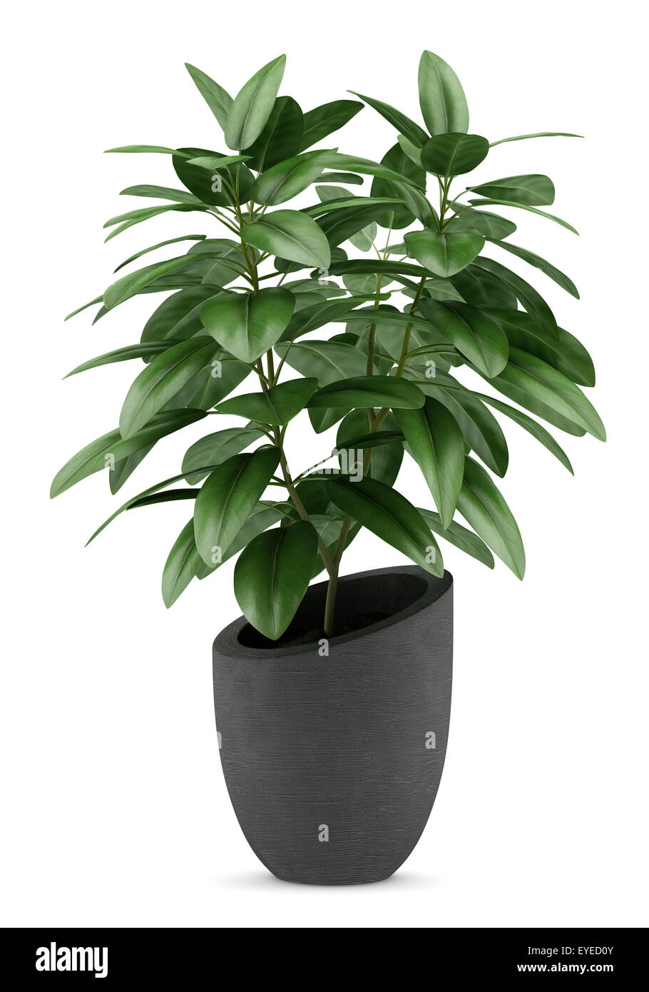houseplant in black pot isolated on white background Stock Photo - Alamy
