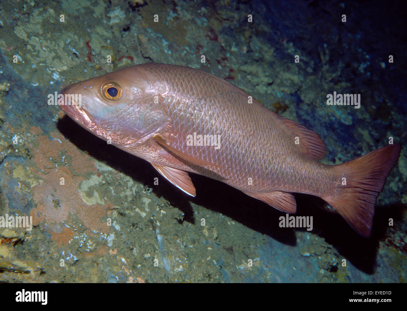 Jack snapper deals
