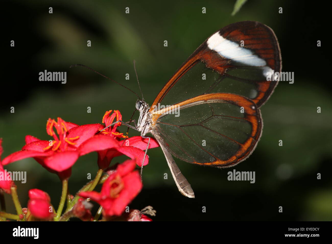 Neotropical Glasswinged butterfly or Clearwing (Greta oto) feeding on an exotic tropical flower. Stock Photo