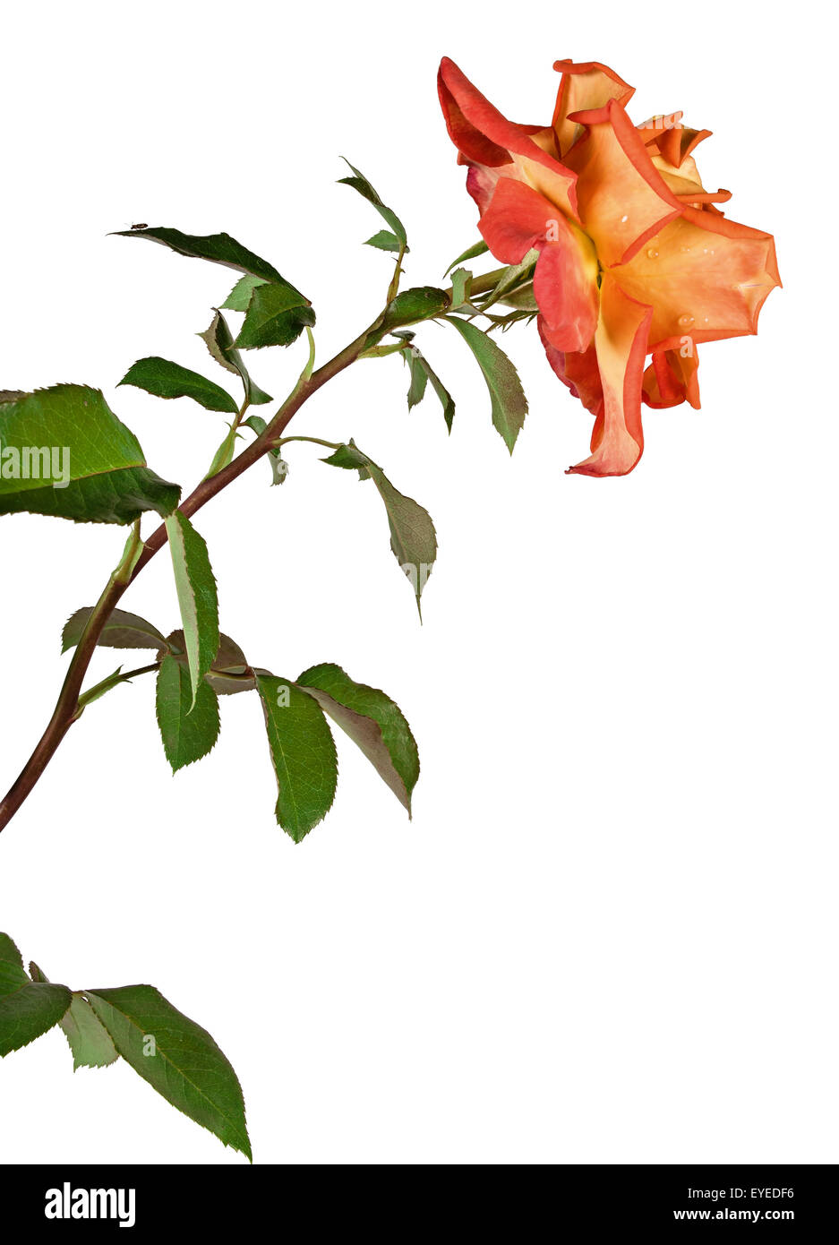 the red rose isolated on white background Stock Photo - Alamy