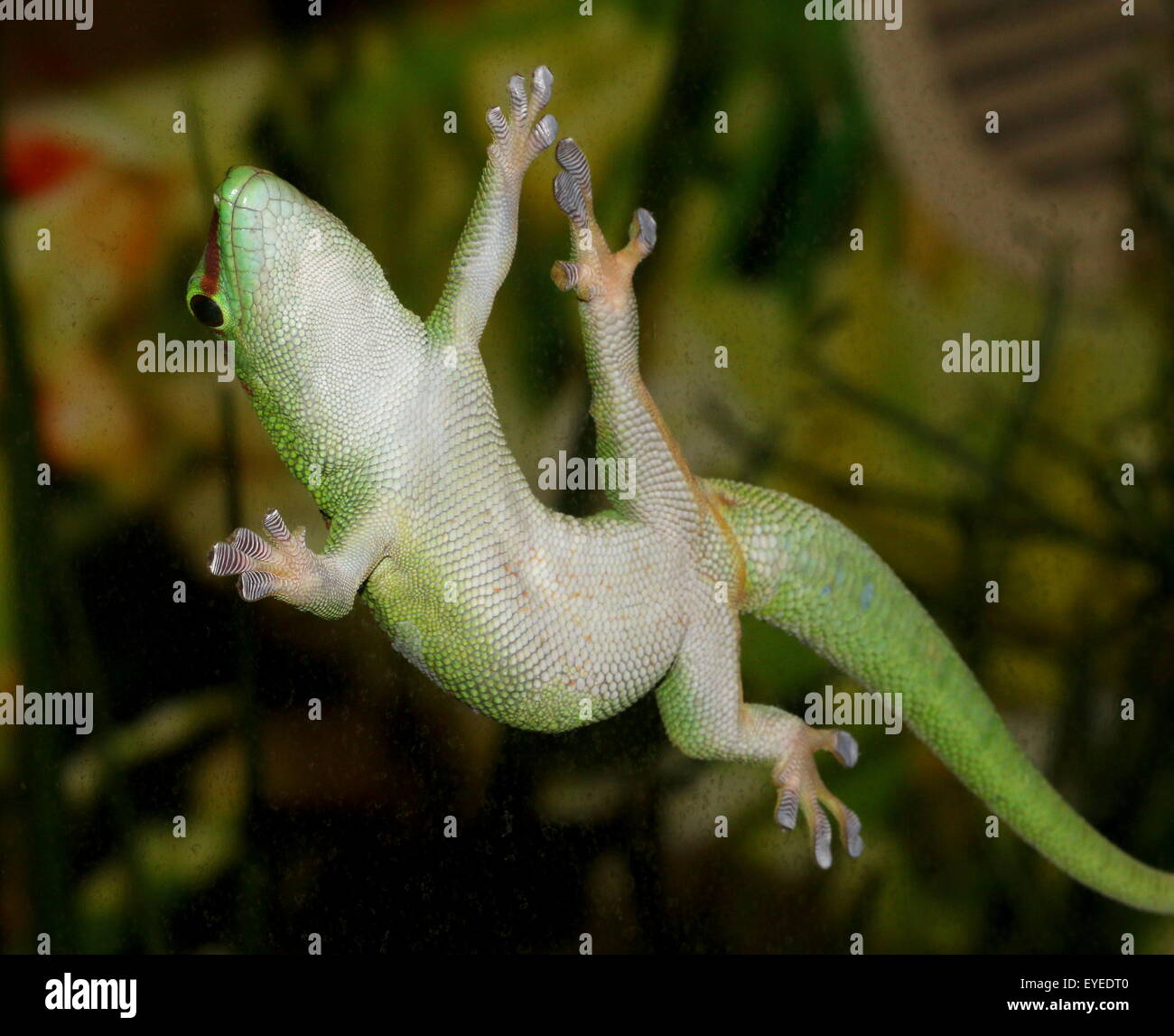 Green Madagascar Day Gecko (Phelsuma madagascariensis) clinging to a (dirty) glass window with his sticky toe pads Stock Photo