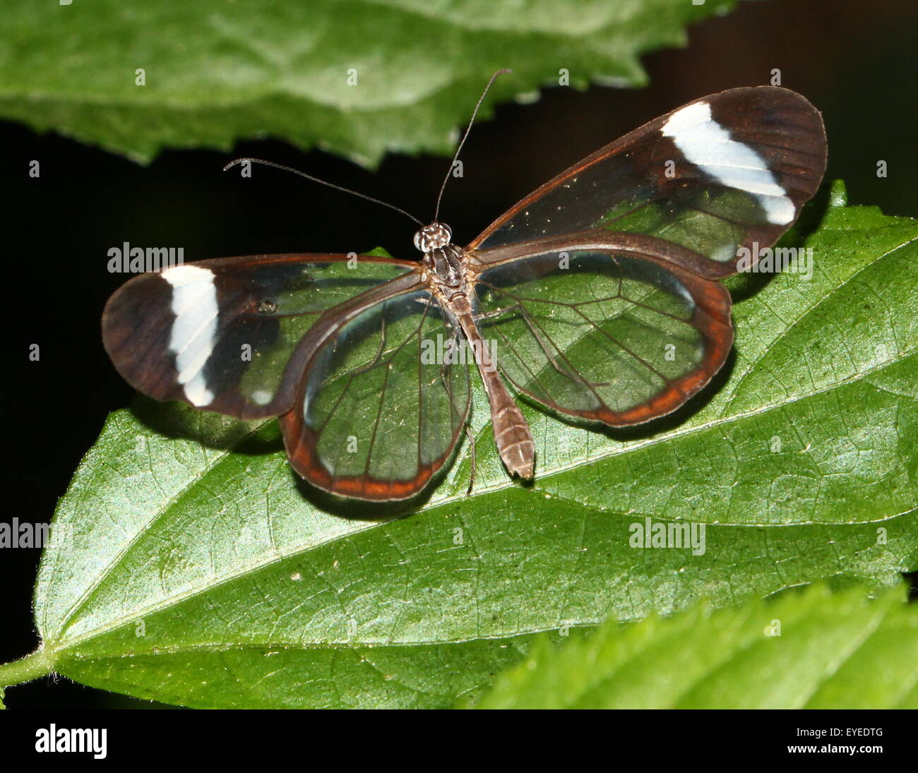 Glasswinged butterfly or Clearwing (Greta oto)  posing on a leaf, dorsal view Stock Photo