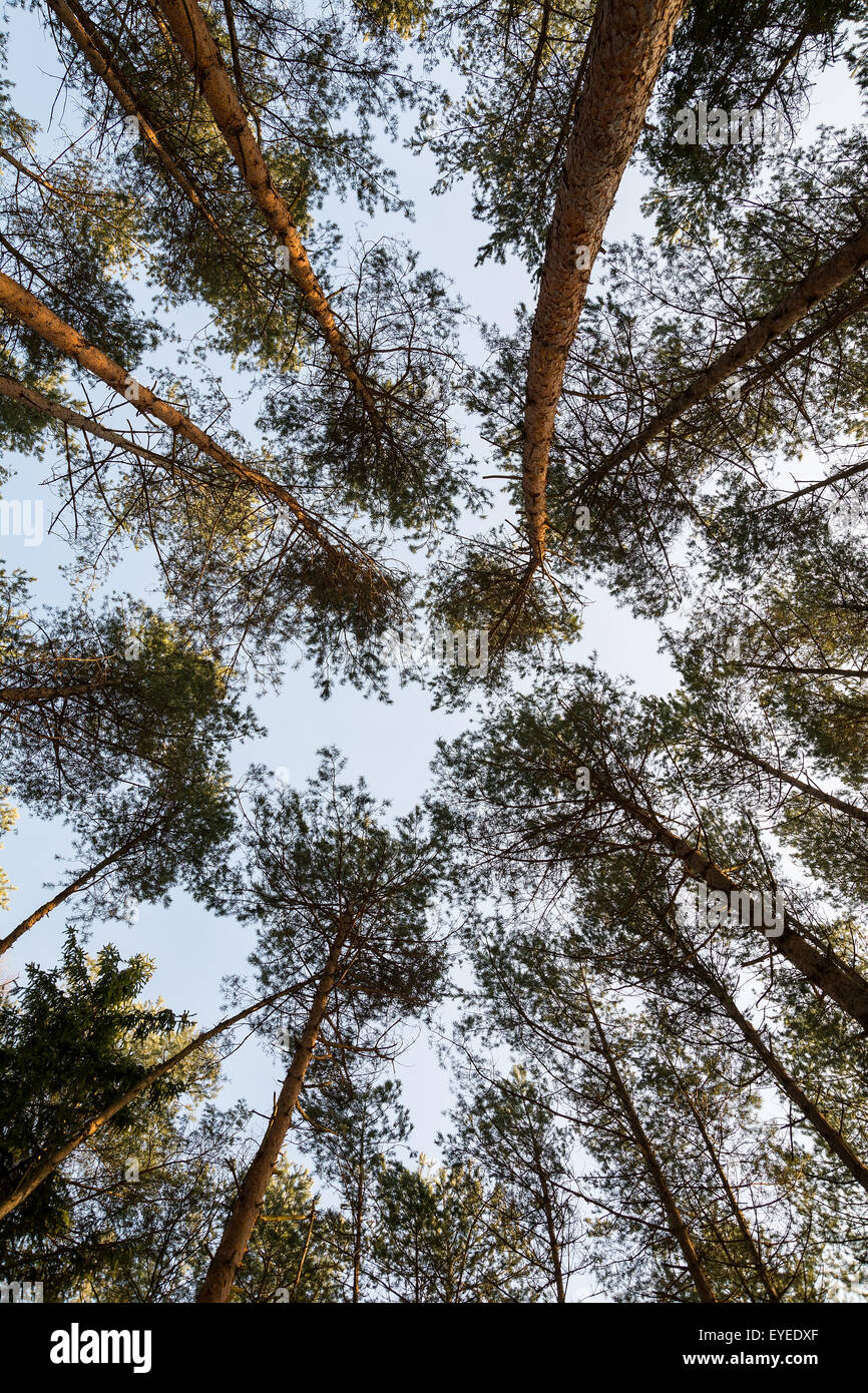 Pine trees on the sky background Stock Photo - Alamy