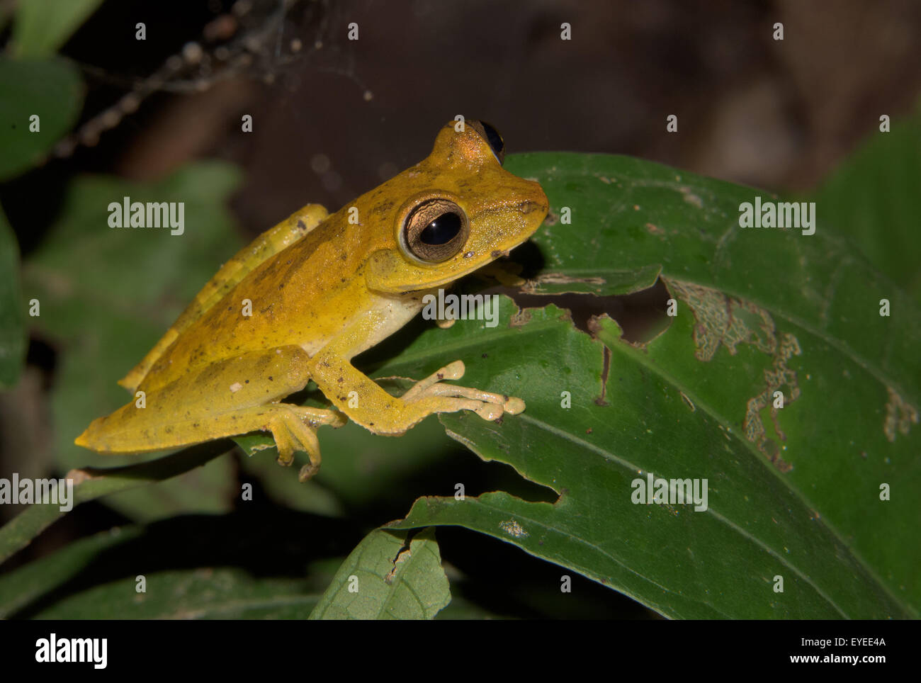 Convict Tree Frog (Hypsiboas calcaratus) Stock Photo