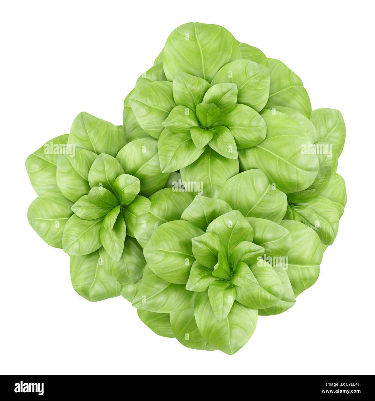 top view of basil plant isolated on white background Stock Photo - Alamy