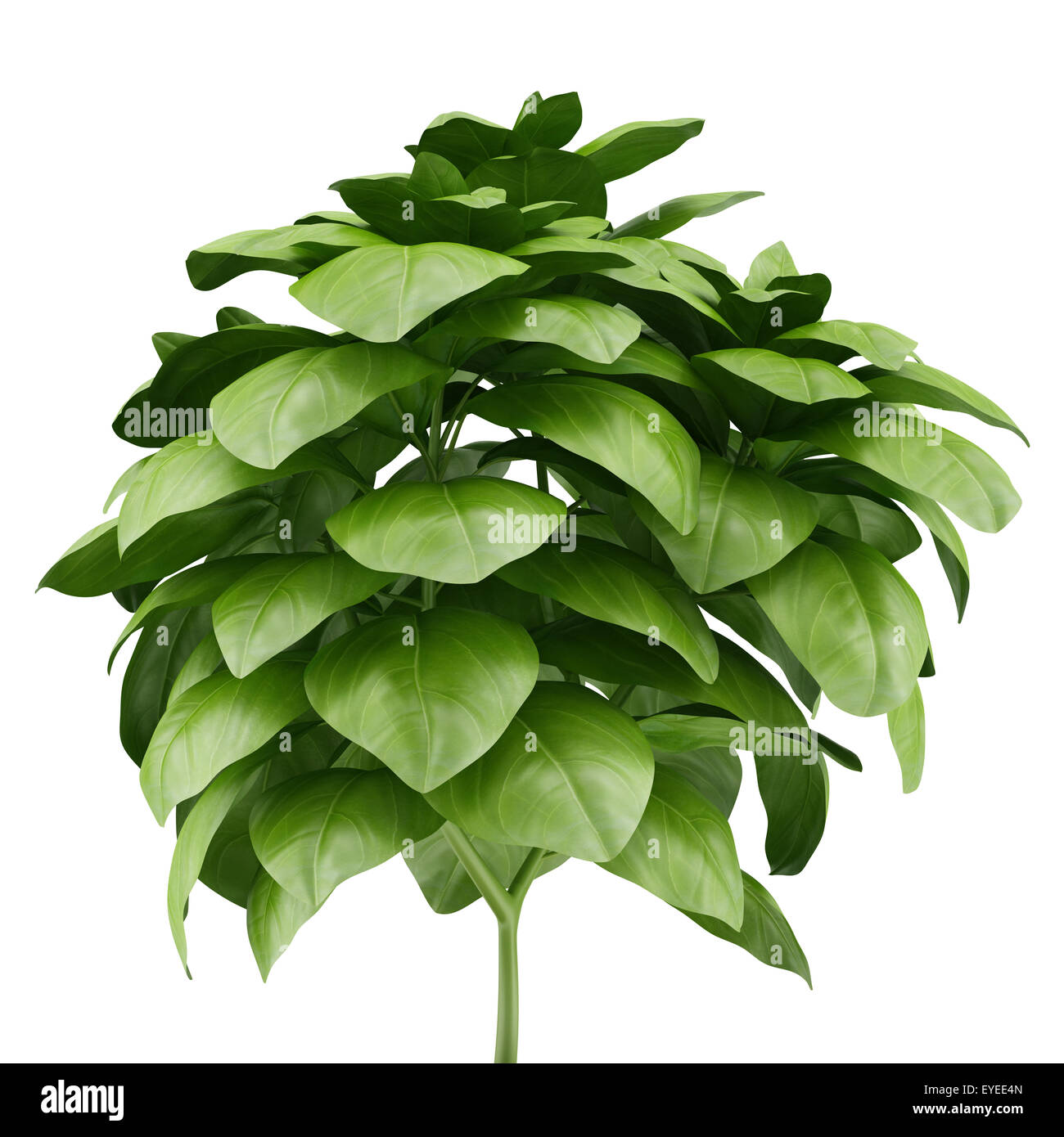 Basilicum white background hires stock photography and images Alamy