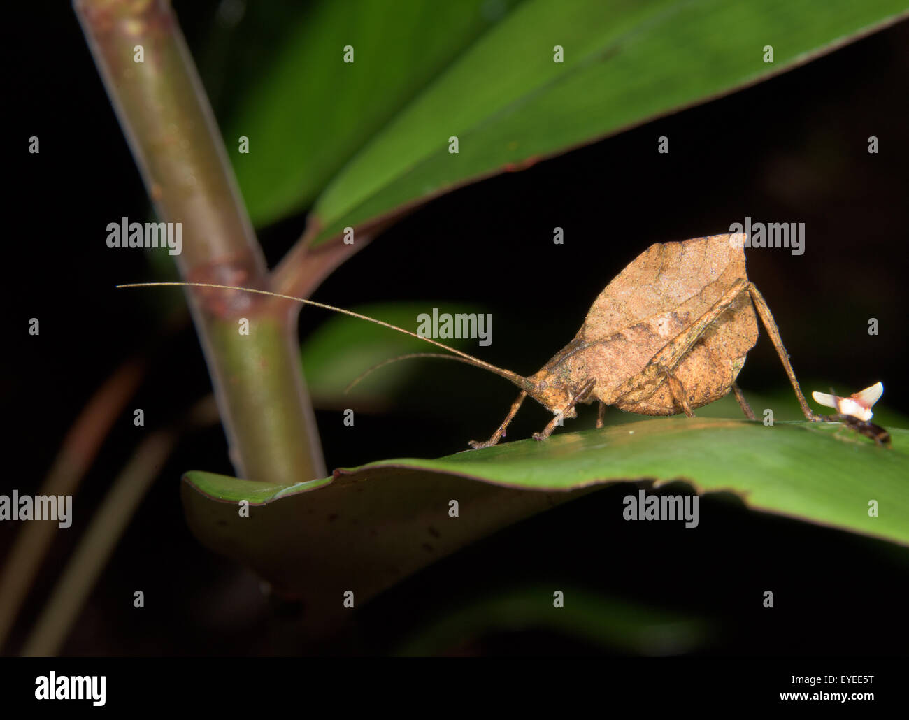 Leaf-mimic katydid (Typophyllum laciniosum) Stock Photo