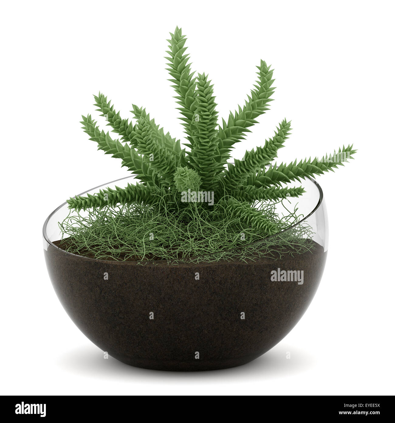 houseplant in glass vase isolated on white background Stock Photo - Alamy