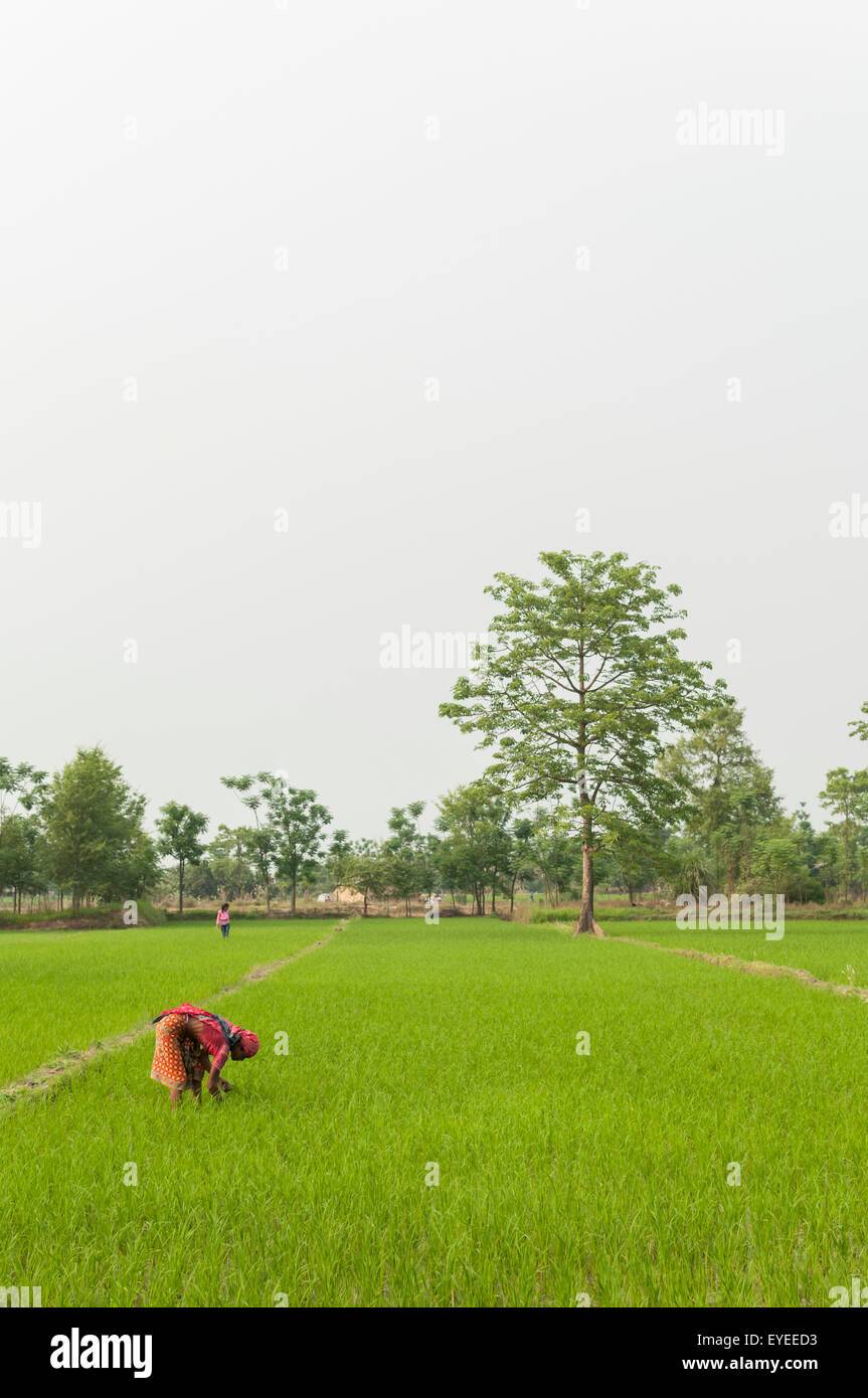 Women planting rice nepal hi-res stock photography and images - Alamy