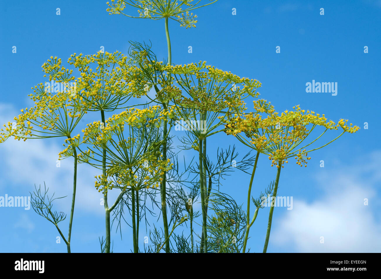 Dill; Anethum graveolens; Dilldolde; Blueten Stock Photo