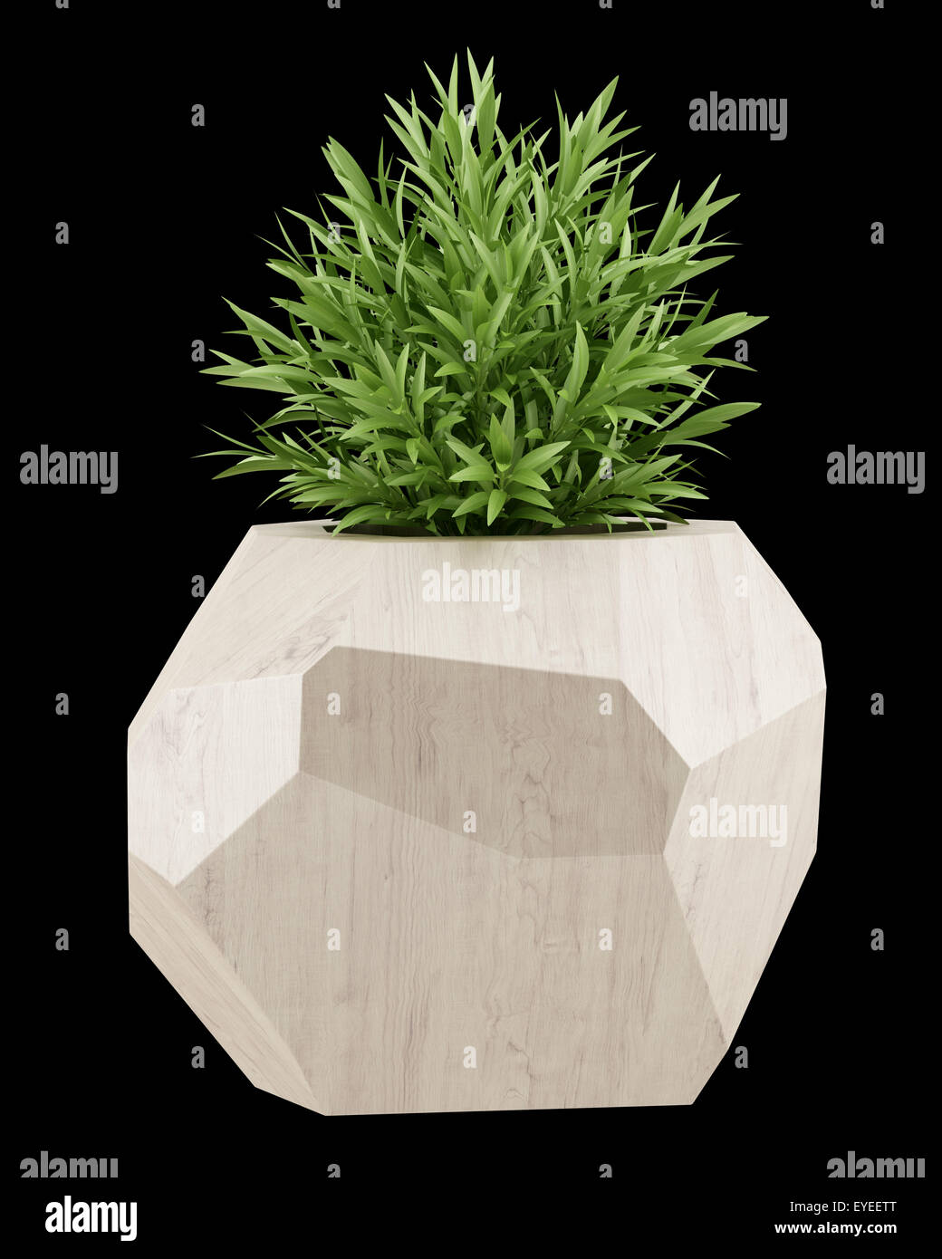houseplant in wooden pot isolated on black background Stock Photo - Alamy