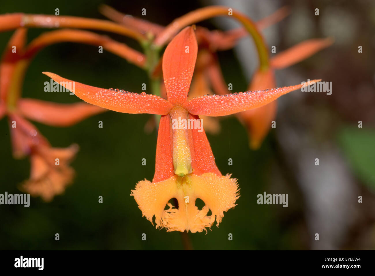 South American Star Orchid (Epidendrum ibaguense), Peru Stock Photo