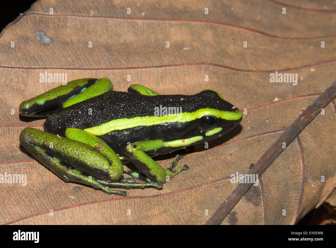 Three-striped Poison Frog (Ameerega trivittata) Stock Photo