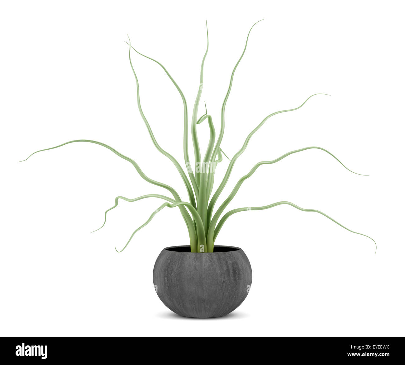 houseplant in wooden pot isolated on white background Stock Photo - Alamy