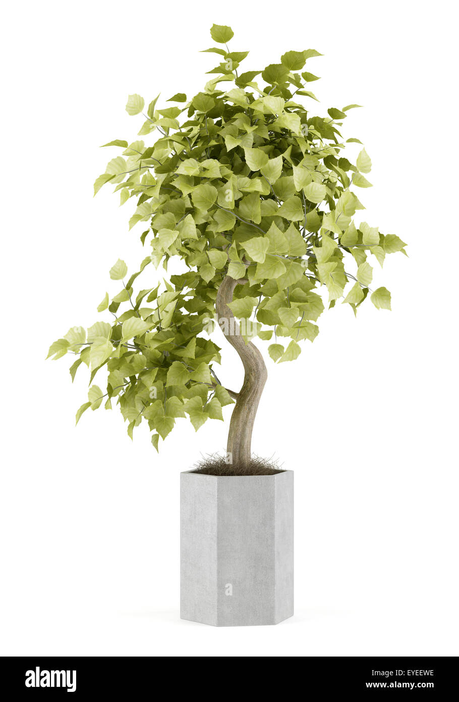 bonsai plant in pot isolated on white background Stock Photo - Alamy