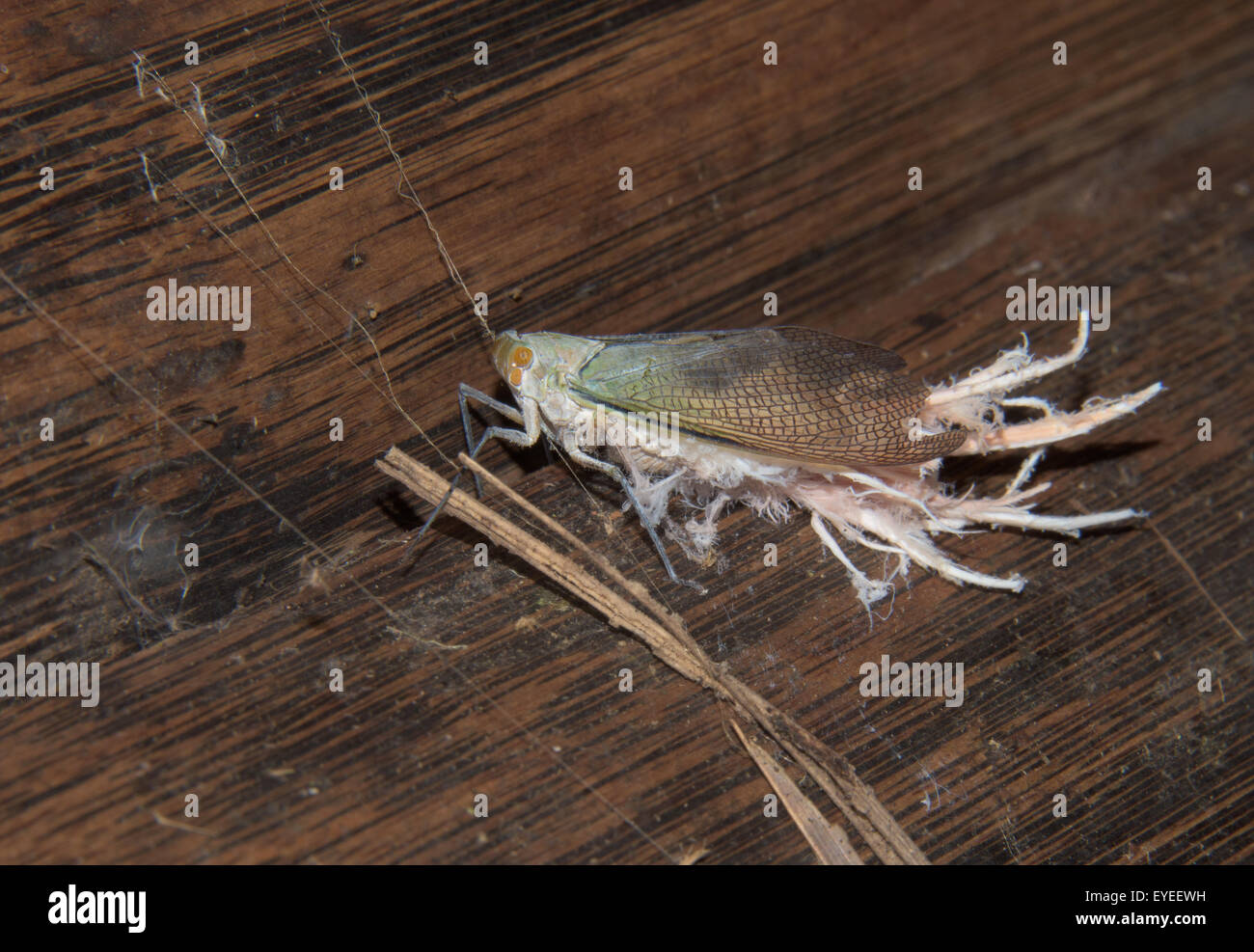 Wax-tail Hopper (Pterodictya reticularis) Stock Photo