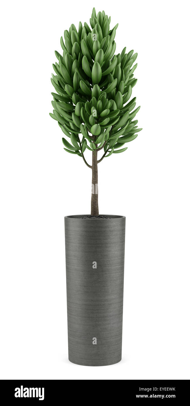 houseplant in pot isolated on white background Stock Photo - Alamy