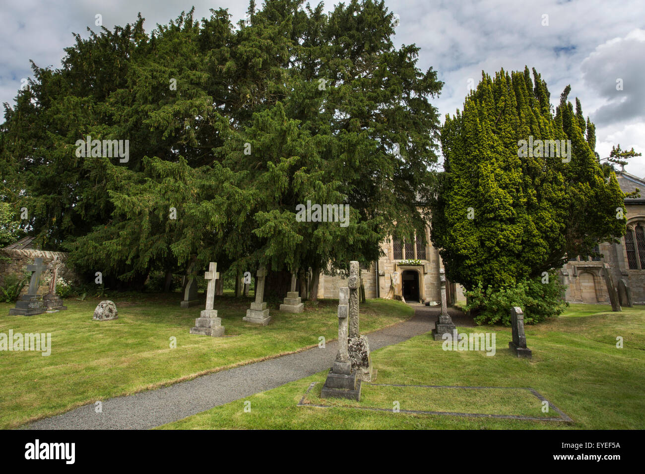 Ancient common yew trees (Taxus baccata), in the churchyard of St Cuthbert's, Beltingham, Northumberland, UK Stock Photo