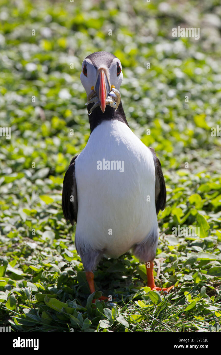 Puffin looking into camera hi-res stock photography and images - Alamy