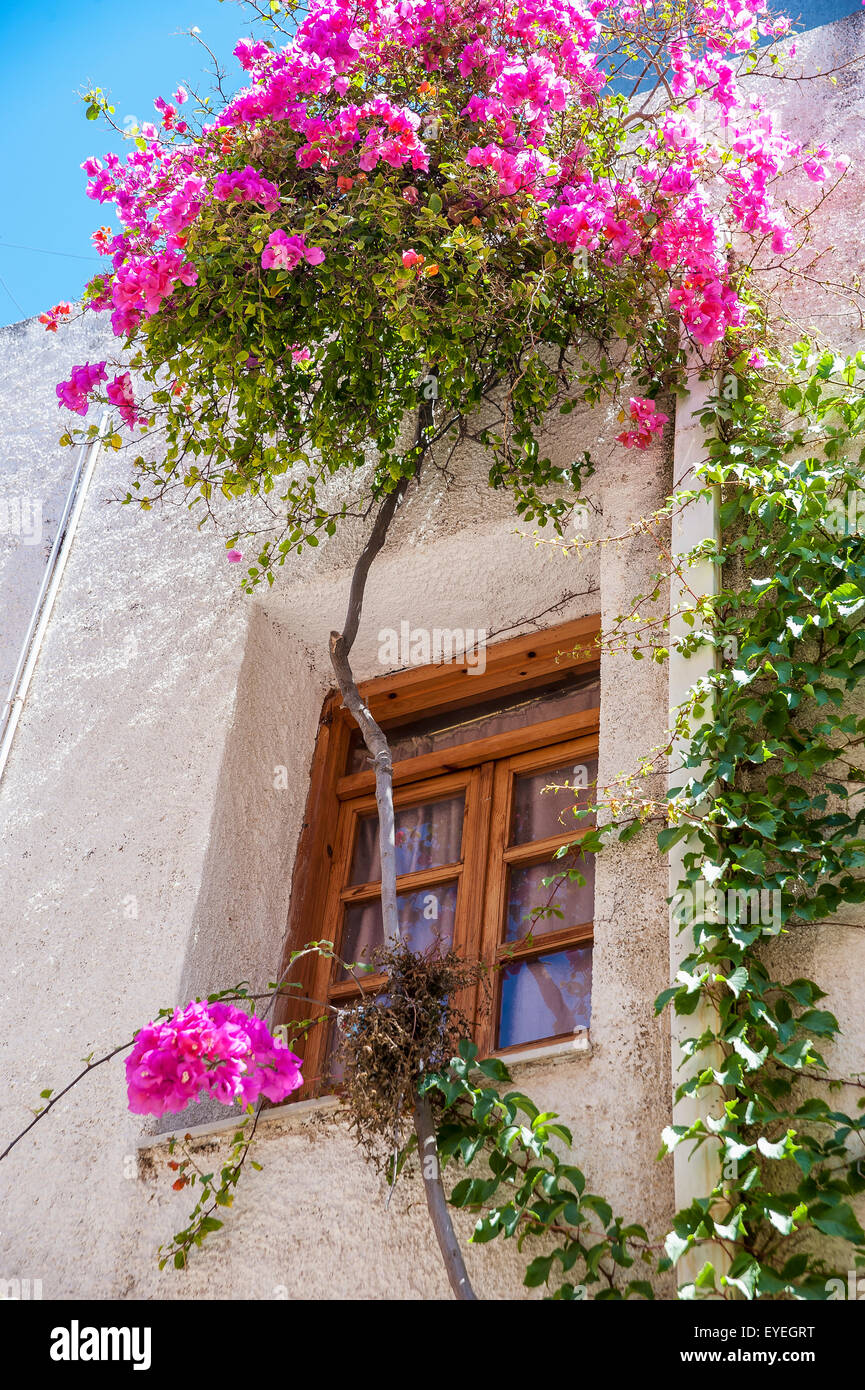 Blossoming flowers and a vine decorate the exterior of a house; Chania, Crete, Greece Stock Photo
