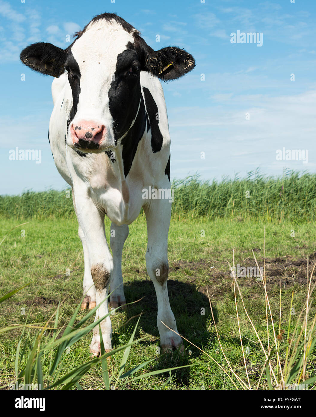 Cow on green grass grazing hi-res stock photography and images - Alamy