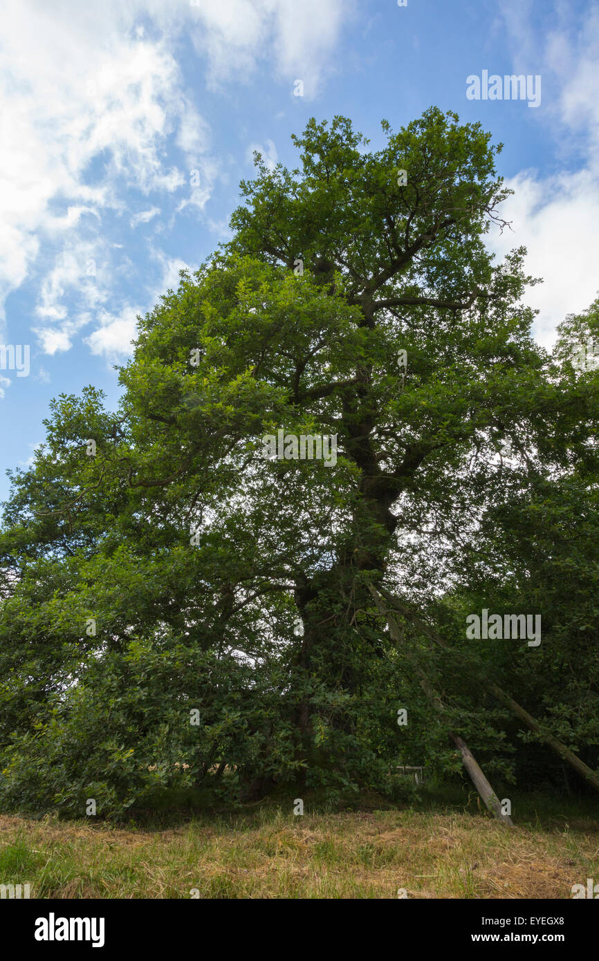 Capon Tree veteran sessile oak (Quercus petraea) Jedburgh, Scotland Stock Photo