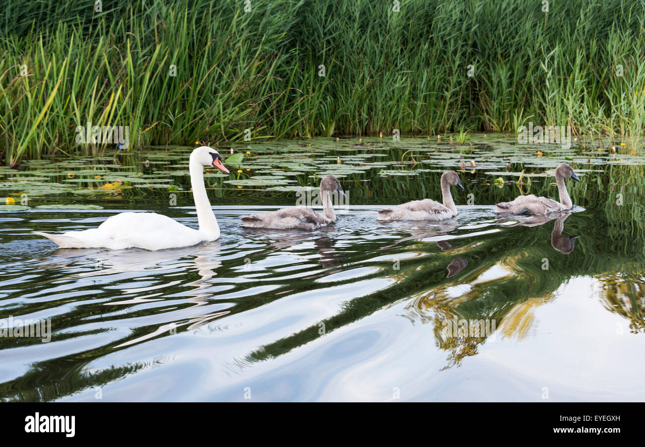 mother swan and young birds swimming in the water Stock Photo