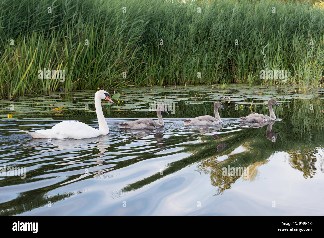 mother swan and young birds swimming in the water Stock Photo - Alamy