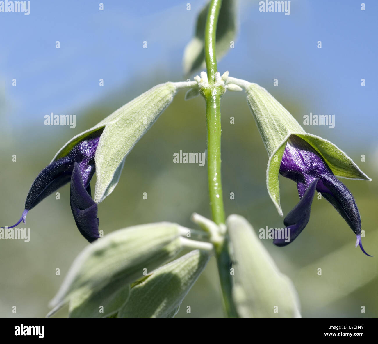 Peruanischer Salbei, Salvia discolor, Heilpflanzen, Stock Photo