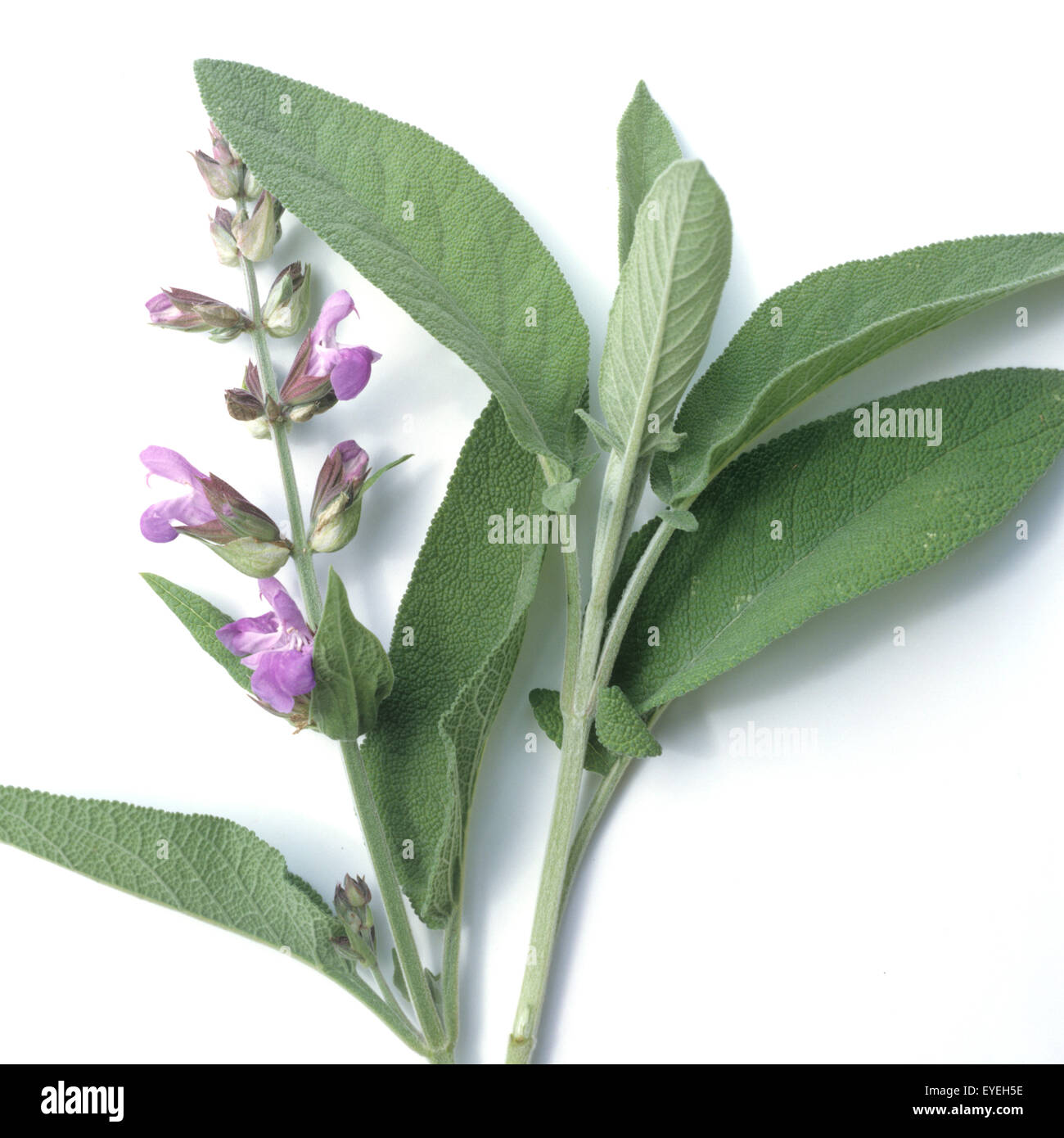 Salbei, Salvia officinalis, Kraeuterpflanze, Heilpflanzen, - Stock Photo